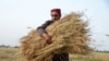 Huge Locust Outbreak Threatens Afghanistan’s Wheat Basket