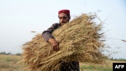 FILE - A farmer harvests a wheat field at Zhari district on the outskirts of Kandahan, Afghanistan, May 10, 2022. 