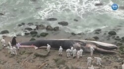 Kıyıya vuran balinanın ölüm nedeni araştırılıyor