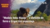 Passadeira Vermelha #253: “Madala Vaku Niassa”, o elefante de ferro e lã que traz esperança