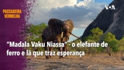 Passadeira Vermelha #253: “Madala Vaku Niassa”, o elefante de ferro e lã que traz esperança