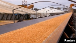 FILE - A belt carries wheat grains towards a silo for loading into a train at the town of Mallala, located north of Adelaide, South Australia, Aug. 20, 2018. 