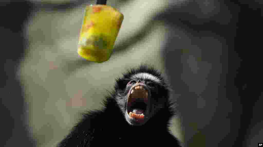 Seekor monyet laba-laba membuka mulutnya saat buah beku disajikan di BioParque do Rio di tengah gelombang panas di kota Rio de Janeiro, Brazil. (AP)&nbsp;