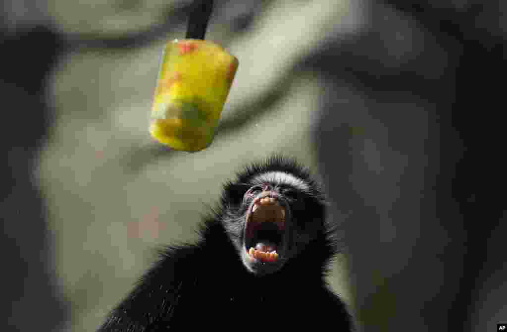 A spider monkey opens its mouth as frozen fruit is served at the BioParque do Rio amid a heat wave in Rio de Janeiro, Brazil.