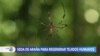  Las arañas como aliadas de la ciencia