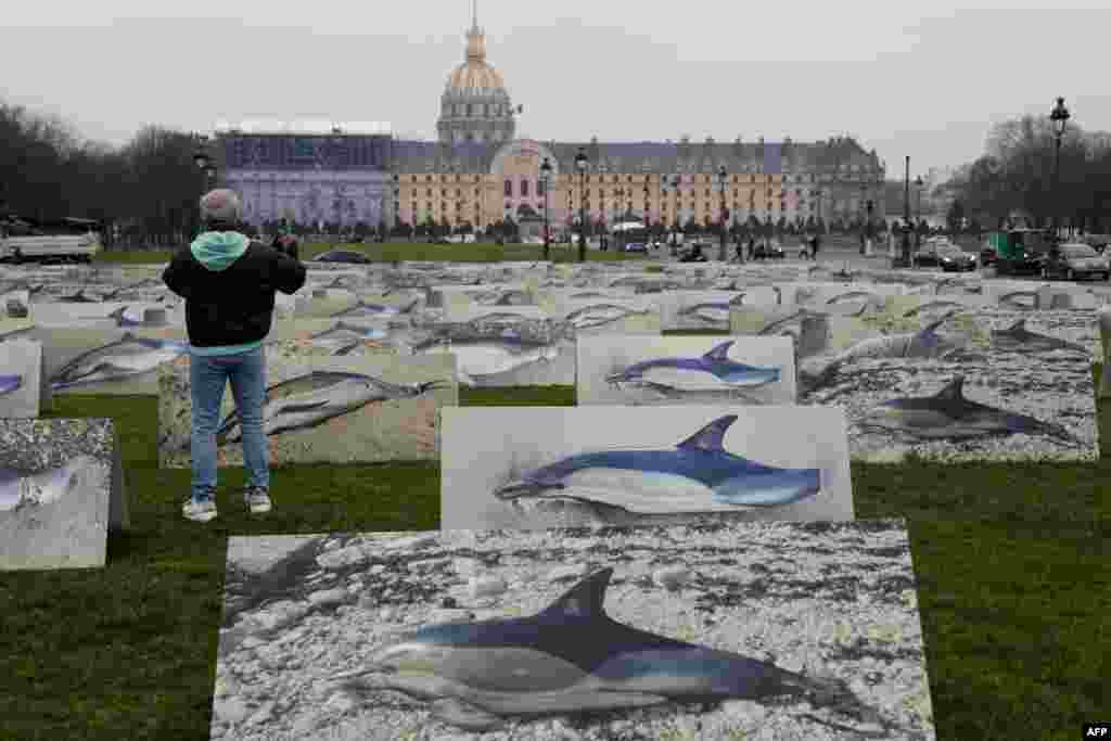 An onlooker stands amid 400 life-size placards depicting dolphins displayed on the Esplanade des Invalides in Paris, by members of animal rights group &quot;Ligue pour la Protection des Oiseaux&quot; (League for the Protection of Birds) to denounce the numerous deaths of dolphins caused by net fishing practices in France&#39;s Gulf of Gascogne.&nbsp;