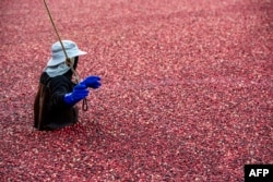 Seorang buruh tani memasuki rawa cranberry di Mann Farm di Buzzards Bay, Massachusetts, pada 12 Oktober 2023. (Foto: AFP)