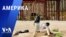 «Америка» – 5 июня 2024 