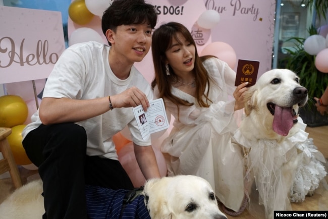 Dog owners Rye Ling and Gigi Chen pose with newly married golden retrievers Bree and Bond while holding their made-up marriage certificates, in Shanghai, China June 29, 2024. (REUTERS/Nicoco Chan)