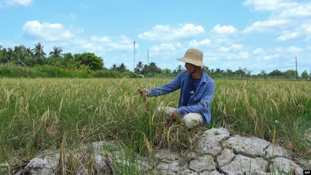 Seorang petani sedang memandangi tanaman di sawahnya yang kering di provinsi Ca Mau, Vietnam selatan, di tengah gelombang panas yang panjang, 23 Februari 2024. (Tan Dien / AFP)