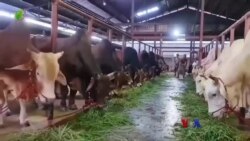 မြန်မာ့မွေးမြူရေး အဆိုးဆုံးကျဆင်း “လယ်ယာစီးပွားသတင်းများ”