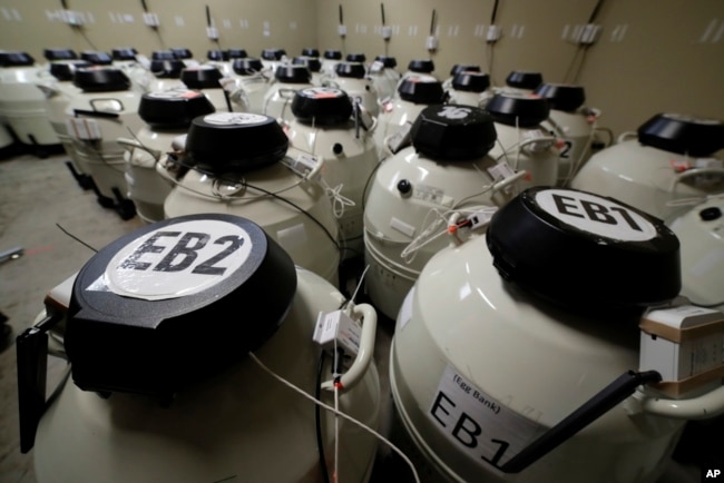 A room full of smaller cryo storage containers, each capable of holding approximately 150 egg samples immersed in liquid nitrogen, in one of the secured storage areas at the Aspire Houston Fertility Institute, Feb. 27, 2024, in Houston.