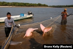 Fishermen and researchers from the Mamirauá Institute of Sustainable Development capture Amazon river dolphins during an expedition aimed at studying the health of these animals in Tefé Lake, Amazonas state, Brazil, August 19, 2024. (REUTERS/Bruno Kelly)