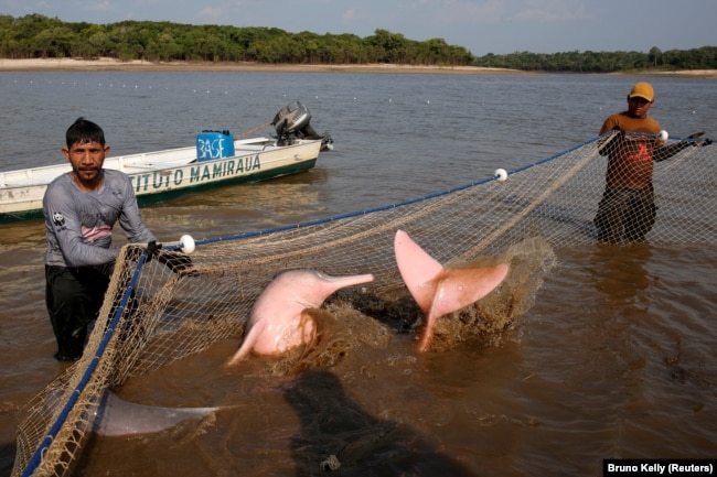 Fishermen and researchers from the Mamirauá Institute of Sustainable Development capture Amazon river dolphins during an expedition aimed at studying the health of these animals in Tefé Lake, Amazonas state, Brazil, August 19, 2024. (REUTERS/Bruno Kelly)