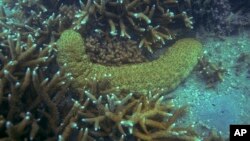 FILE - Siput laut bersarang di antara karang di Great Barrier Reef di lepas Pulau Keppel di Australia timur, 9 November 2022. (Sam McNeil/AP)