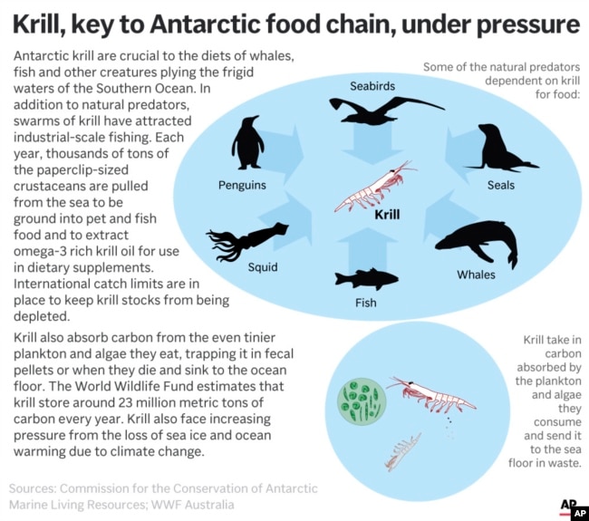 Krill, a dietary staple for other sea creatures, birds and mammals in the Antarctic, face pressures from commercial fishing as well as climate change. (AP Graphic)
