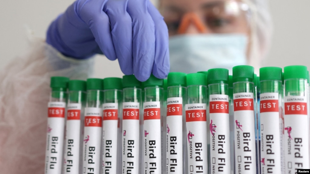 FILE - Test tubes labelled 'Bird Flu", are seen in this picture illustration, Jan. 14, 2023. 