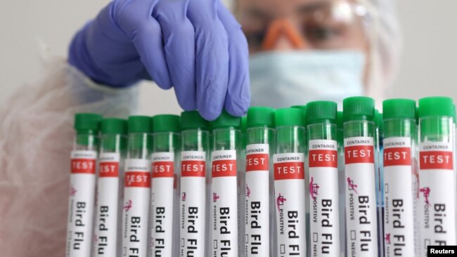 FILE - Test tubes labelled 'Bird Flu