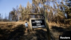 FILE - Owner Jorge Cotal walks through the remains of his vineyard, burned by the forest fires in Coelemu, Chile, Feb. 11, 2023.