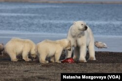 Polarni medvjedi na Alasci.