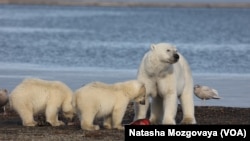 Polarni medvedi na Aljasci