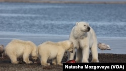 A polar bear family feeds on whale scraps on a gravel spit near Barter Island, Alaska.