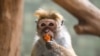 A toque macaque eats fruit in its enclosure at a zoo in Berlin, July 29, 2022.