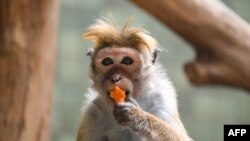 A toque macaque eats fruit in its enclosure at a zoo in Berlin, July 29, 2022.