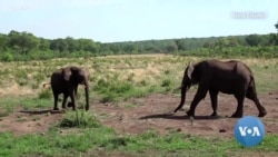 How do elephants greet each other?