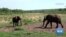 How do elephants greet each other?