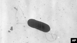 FILE - This 2002 electron microscope image made available by the Centers for Disease Control and Prevention shows a Listeria monocytogenes bacterium, responsible for the food borne illness listeriosis.