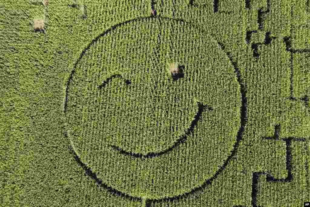 Foto udara menunjukkan seorang petani memotong ladang jagungnya membentuk &quot;smiley face&quot; di dekat kota Dortmund, Jerman. (AP)