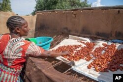 Winnie Chihota lets wild fruits dry at her homestead in Mudzi, Zimbabwe, on July 2, 2024. In Zimbabwe, an El Nino-induced drought is affecting millions of people, and children are most at risk. (AP Photo/Aaron Ufumeli)