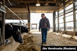 FILE - Dairy farmer Brent Pollard walks past and examines the cow pen at a cattle farm in Rockford, Illinois, U.S., April 9, 2024. (REUTERS/Jim Vondruska)