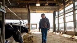 Brent Pollard, seorang peternak sapi perah, memeriksa sapi-sapi perah di kandangnya di Rockford, Illinois, 9 April 2024. (Foto: Jim Vondruska/Reuters)