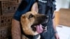 Dog Hurt in Ukraine Gets New Start with Hungarian Police 