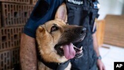 Rambo, a German shepherd injured in Ukraine's embattled Kharkiv region and later adopted by the Budapest Police's dog squad, is photographed, in Budapest, Hungary, June 6, 2023.