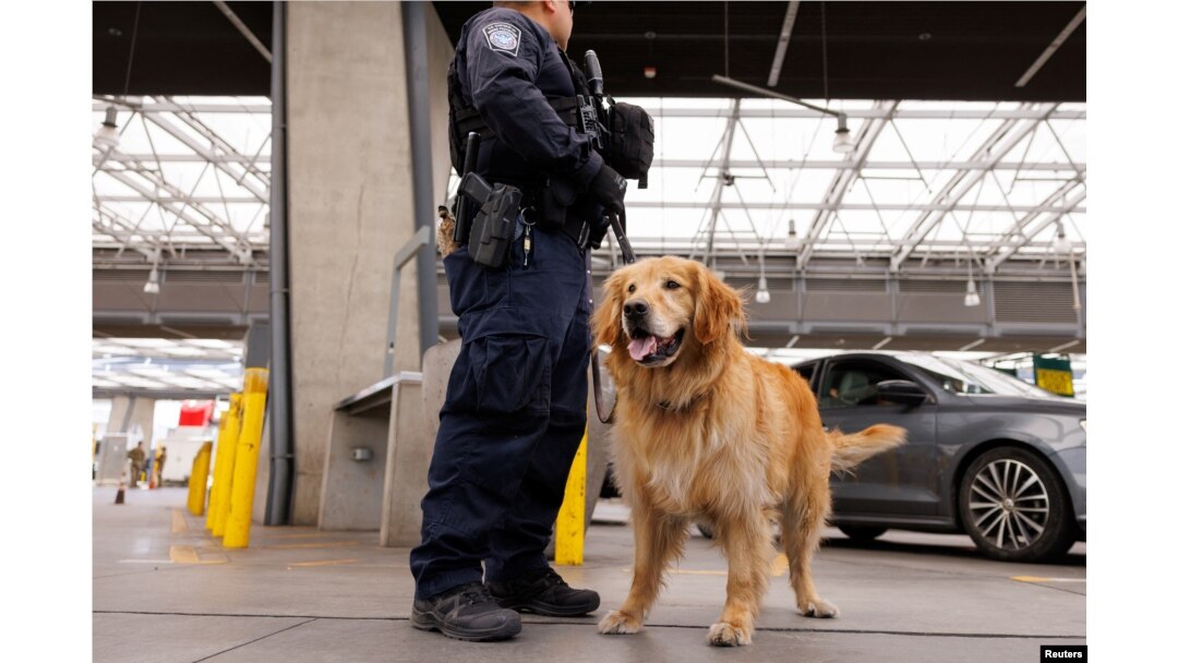 La primera línea contra el fentanilo en EEUU es un golden retriever llamado  Goose