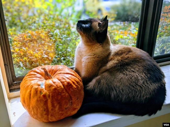 Siamese cat cuddles with pumpkin