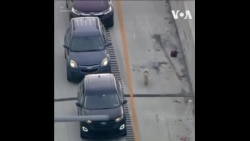 费城一条狗狗跑上高速公路上 一度造成交通停止 