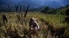 မြန်မာကို ၂၀၂၃ ဘိန်းစိုက်ပျိုးမှု အများဆုံးနိုင်ငံအဖြစ် ကုလသတ်မှတ်