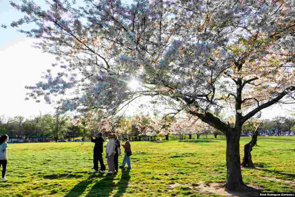 Los visitantes disfrutan de hermosos paisajes cuando los árboles de cerezos se encuentran en su punto máximo de floración.