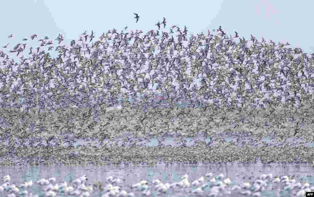 Migratory birds fly over the Yalu River Estuary Wetland in Dandong, in China&#39;s northeastern Liaoning province, April 9, 2023.