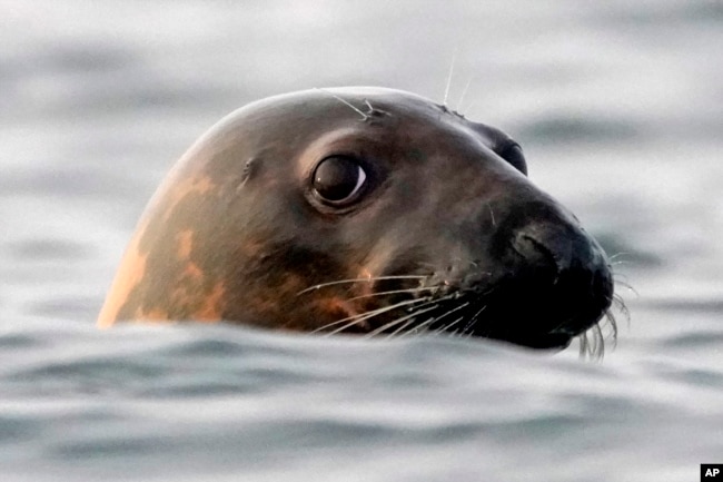 In this file photo, a gray seal swims in Casco Bay, off Portland, Maine, on Sept. 15, 2020. (AP Photo/Robert F. Bukaty, files)