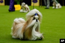 Comet, a shih tzu, competes in breed group judging at the 148th Westminster Kennel Club Dog Show, May 13, 2024, at the USTA Billie Jean King National Tennis Center in New York.