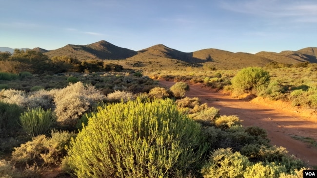 Plants thrive at Vrolijkheid Nature Reserve in the Succulent Karoo in the Western Cape, May 16, 2023. (Kate Bartlett/VOA)