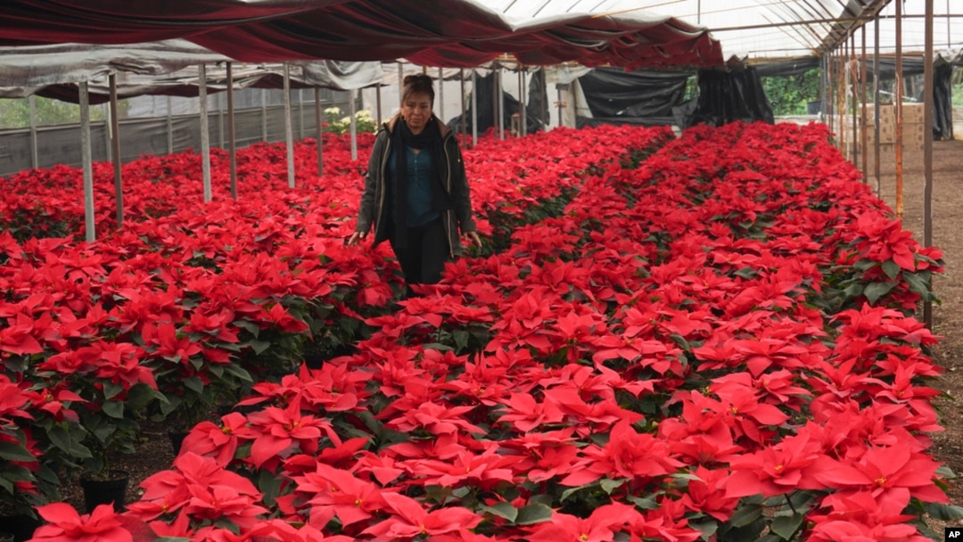Producer Rosalva Cuaxospa walks amid her potted poinsettias in a greenhouse in the San Luis Tlaxialtemalco district of Mexico City, Dec. 14, 2023.