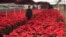 Producer Rosalva Cuaxospa walks amid her potted poinsettias in a greenhouse in the San Luis Tlaxialtemalco district of Mexico City, Dec. 14, 2023.