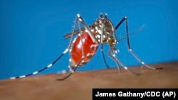 На этой недатированной фотографии, сделанной Центрами по контролю и профилактике заболеваний, изображен комар Aedes aegypti на человеке.