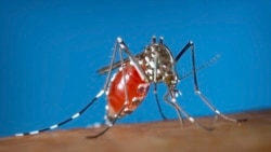 Seekor nyamuk Aedes albopictus sedang mengigit seorang manusia untuk meminum darah, 2003. (Foto: James Gathany/Centers for Disease Control and Prevention via AP, arsip)